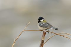 シジュウカラ　DSC_8187