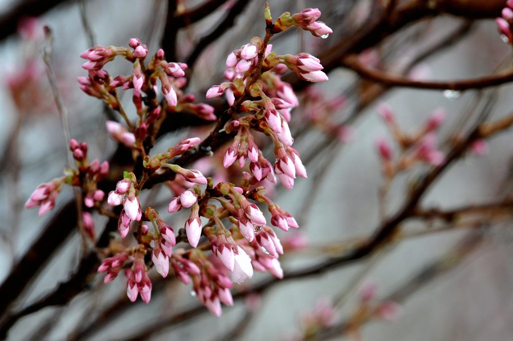 桜　開花寸前　DSC_1779