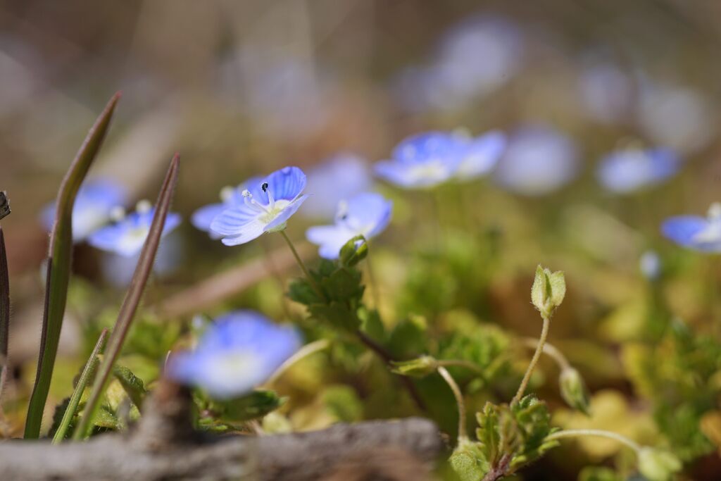 野の花咲く　DSC05285