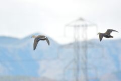 カルガモの飛翔　　DSC_4199