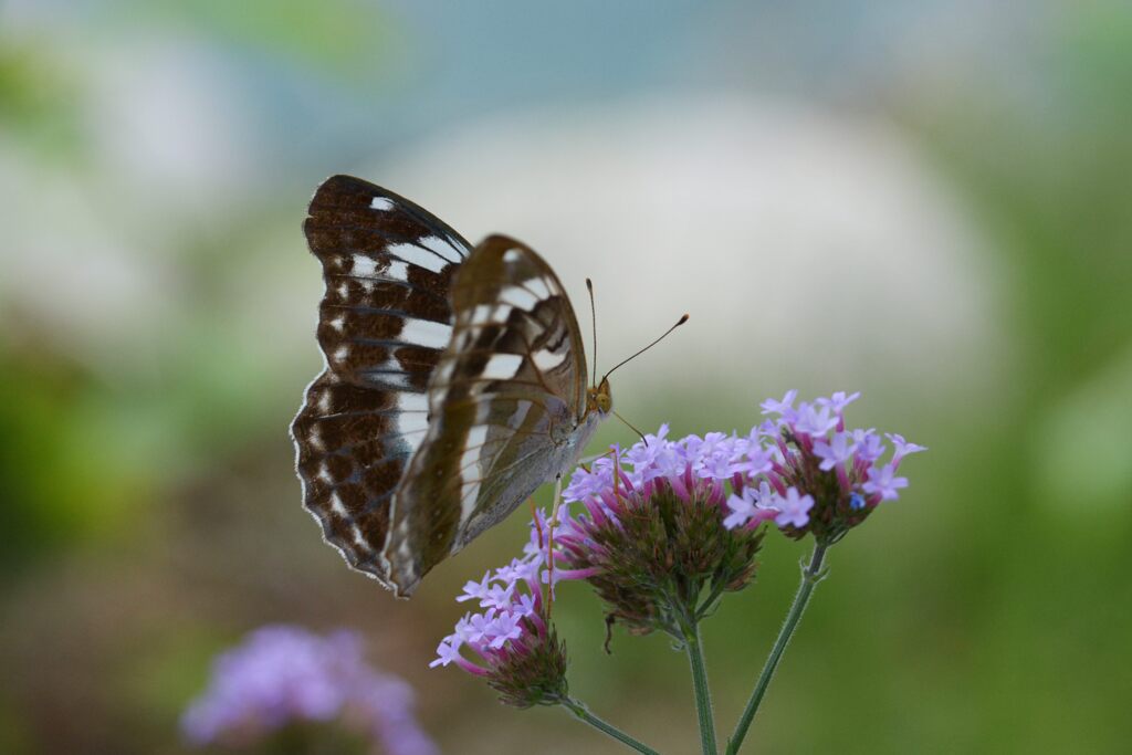 ここも好き　DSC_6838