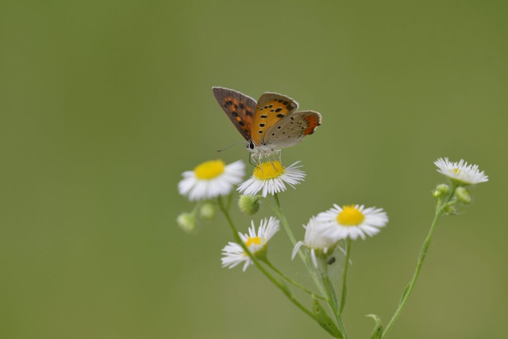 野の花にベニシジミ　　DSC_4972