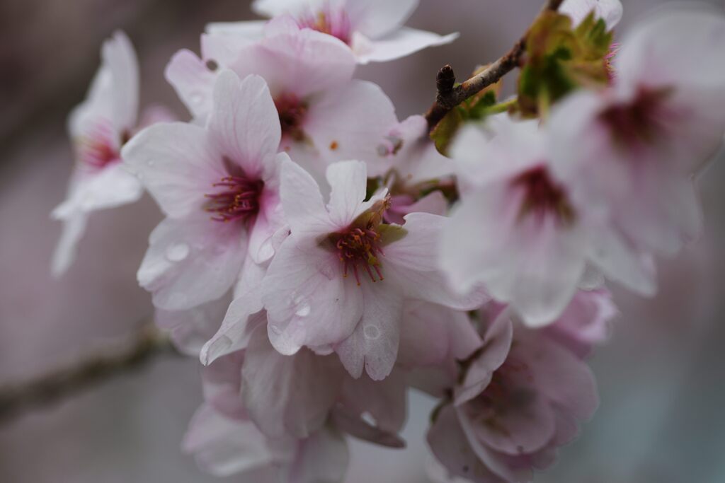 雨上がりの桜花　　DSC_1701
