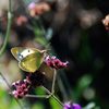 秋陽に透けて　　DSC_4000