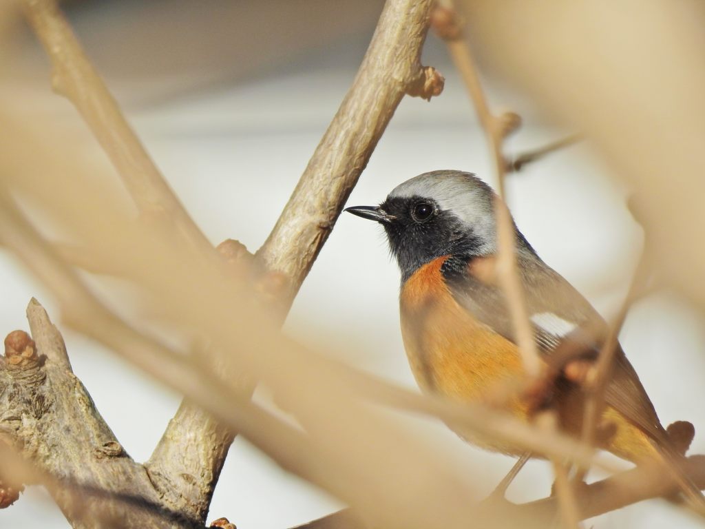 藪枝越しに　DSCN1714