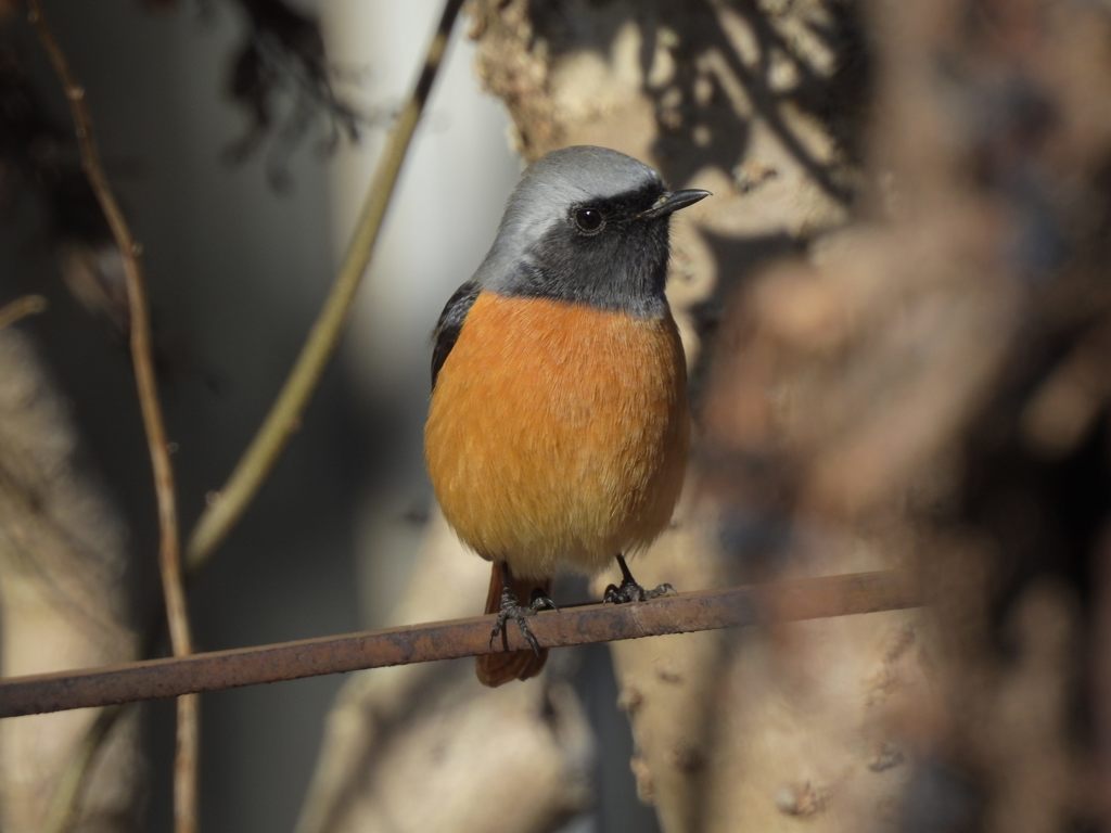 庭のジョウビタキ　DSCN2596