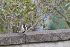 なにか・・・　DSC_2250