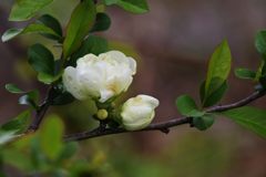 白い花　DSC_1858