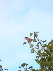 モズの高鳴き　　DSC_5022