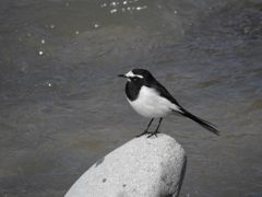 今日は水が多いな～　DSCN4415