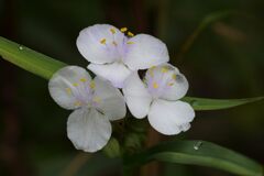 三姉妹　DSC_6077
