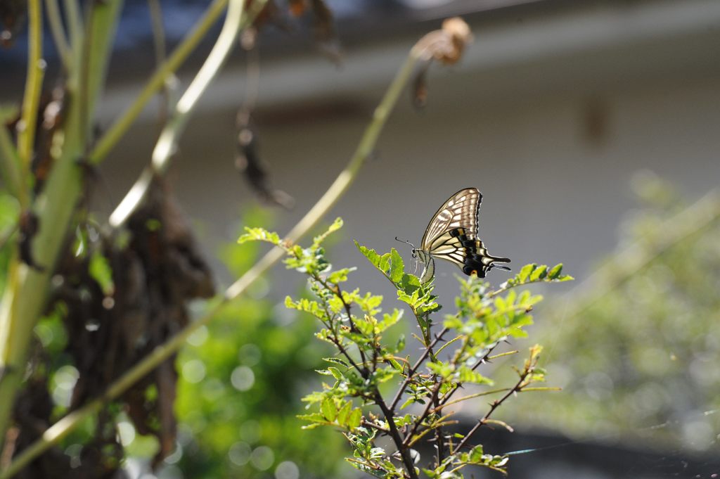 サンショウの葉に　DSC_3901