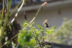 サンショウの葉に　DSC_3901