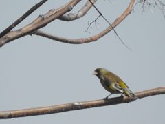 カワラヒワ　DSCN4500