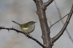 ウグイス　　DSC_5139
