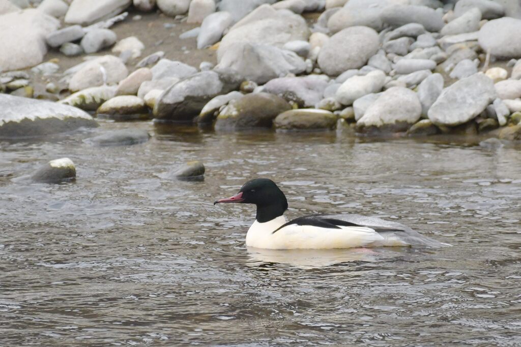 カワアイサ　DSC_5820