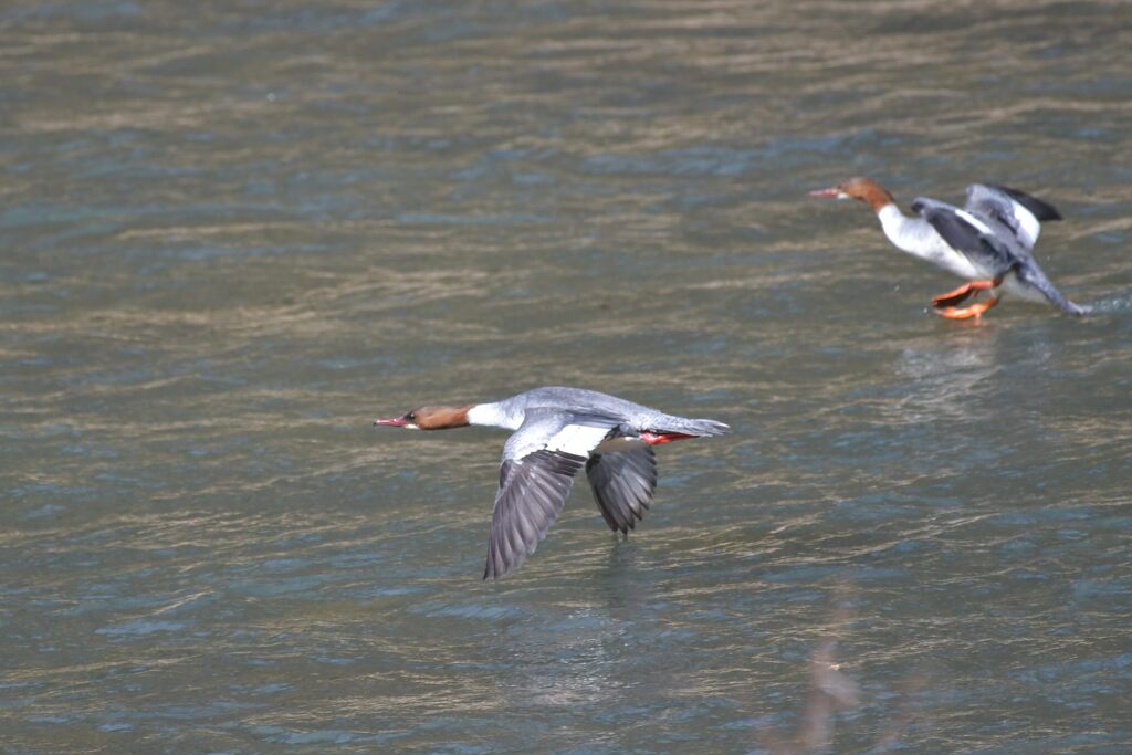 カワアイサの着水体制　　DSC_7010