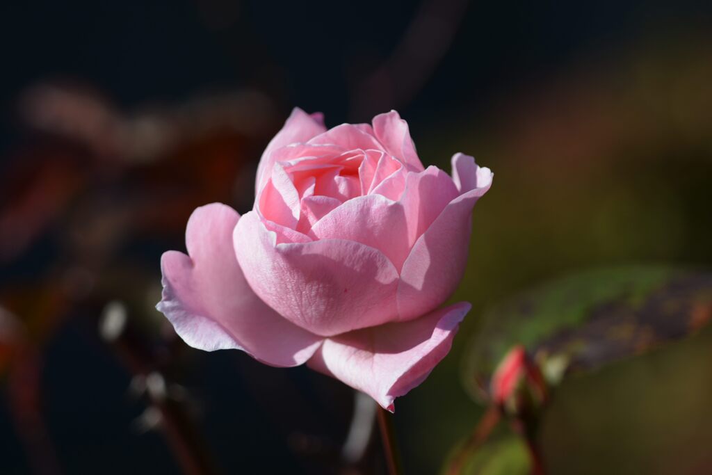 初冬に咲く　DSC_8254