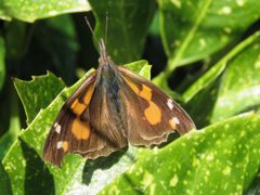 テングチョウ　IMG_3912