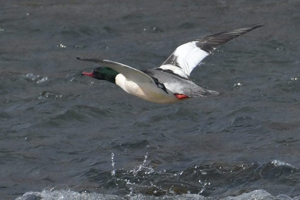 カワアイサ　　DSC_5952