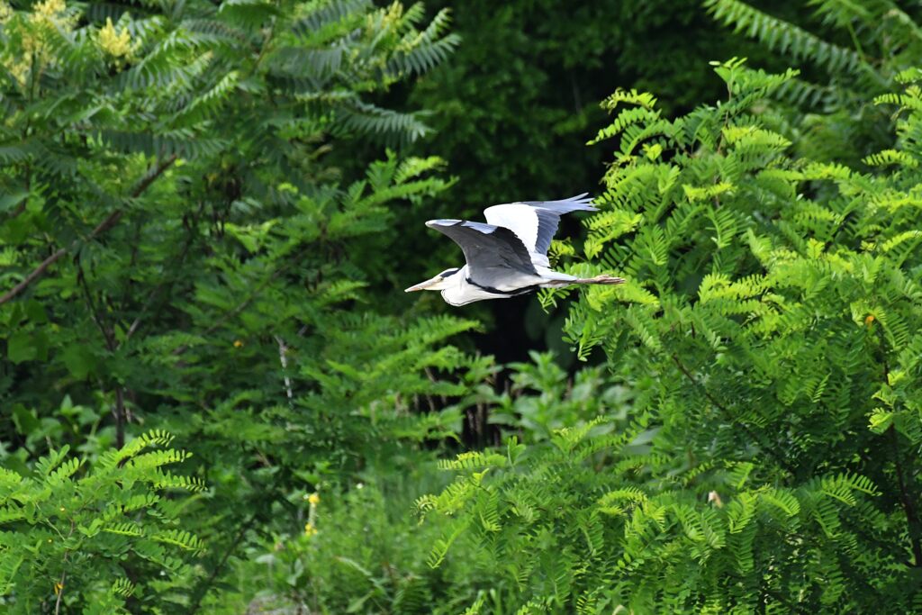深緑飛行　１　　DSC_8934