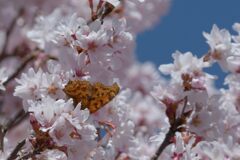 満開桜花に抱かれて　DSC_8578