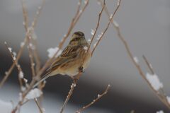 これ食べられるかな？　　DSC_7927