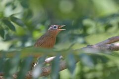ガビチョウ　　DSC_5364