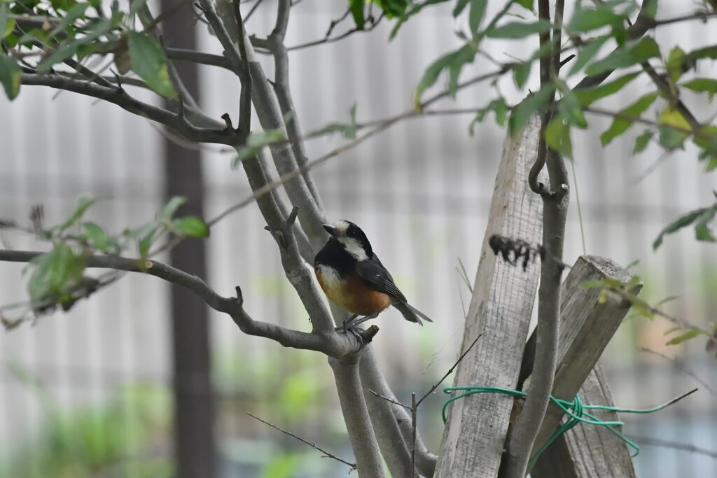 ヤマガラ　　　DSC_2664