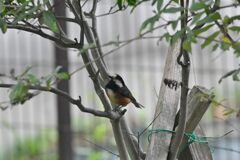 ヤマガラ　　　DSC_2664