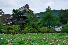 信濃国分寺本堂とハス園　　DSC_5811