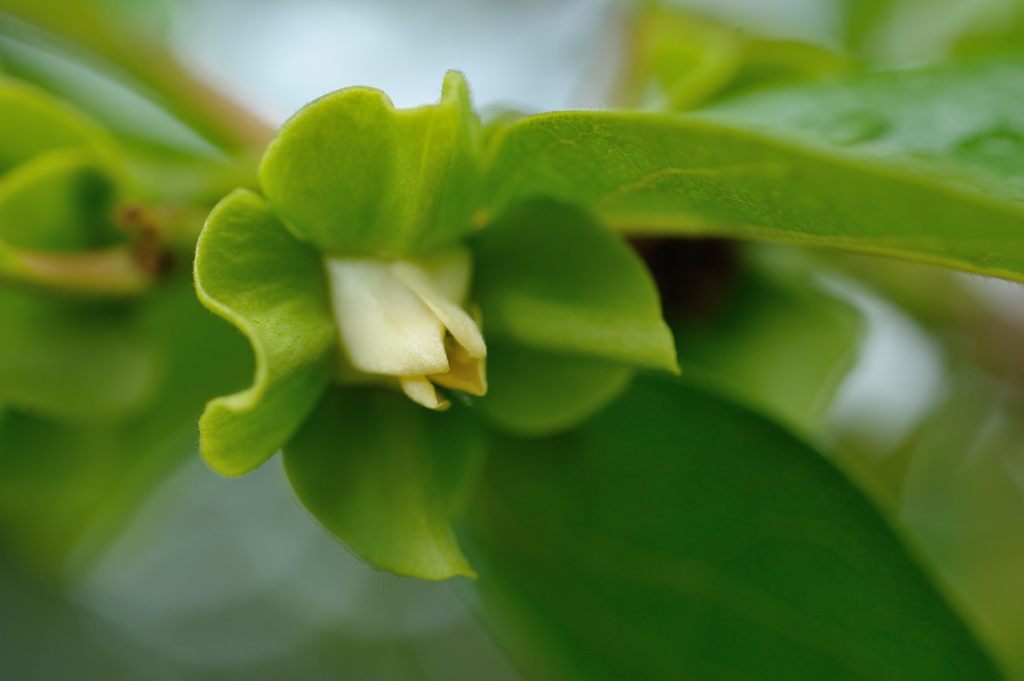 柿の花　DSC_2743