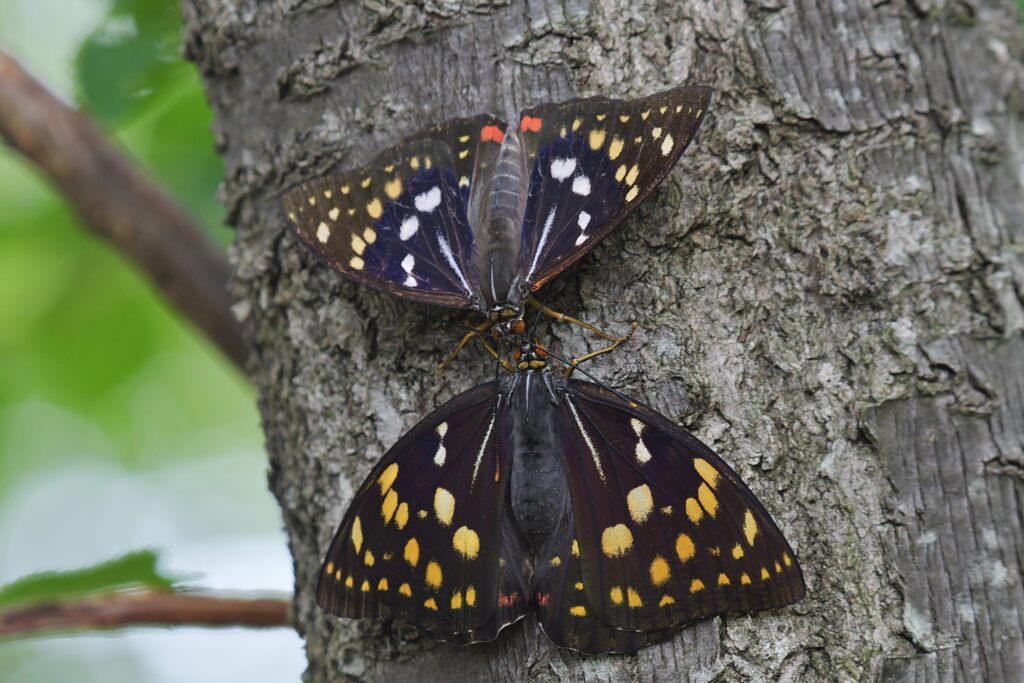 オオムラサキ　６　DSC_0813