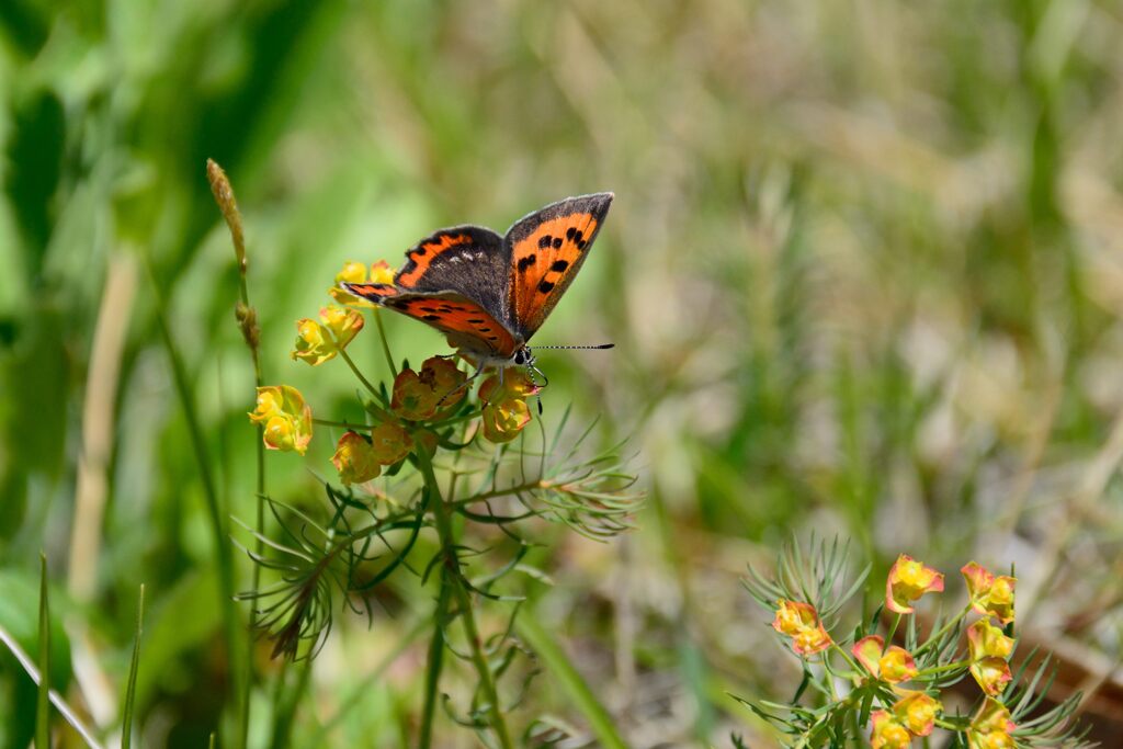 野の花にベニシジミ　　DSC_4063