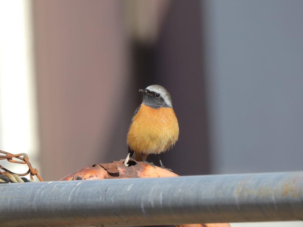 ジョウビタキ　DSCN3116