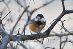 お行儀よく　DSC_5651