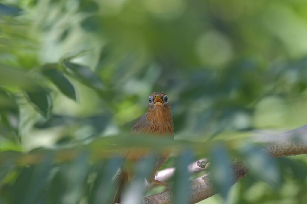 ガビチョウ　　DSC_5381