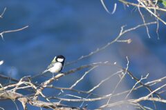 水辺のシジュウカラ　DSC_4452