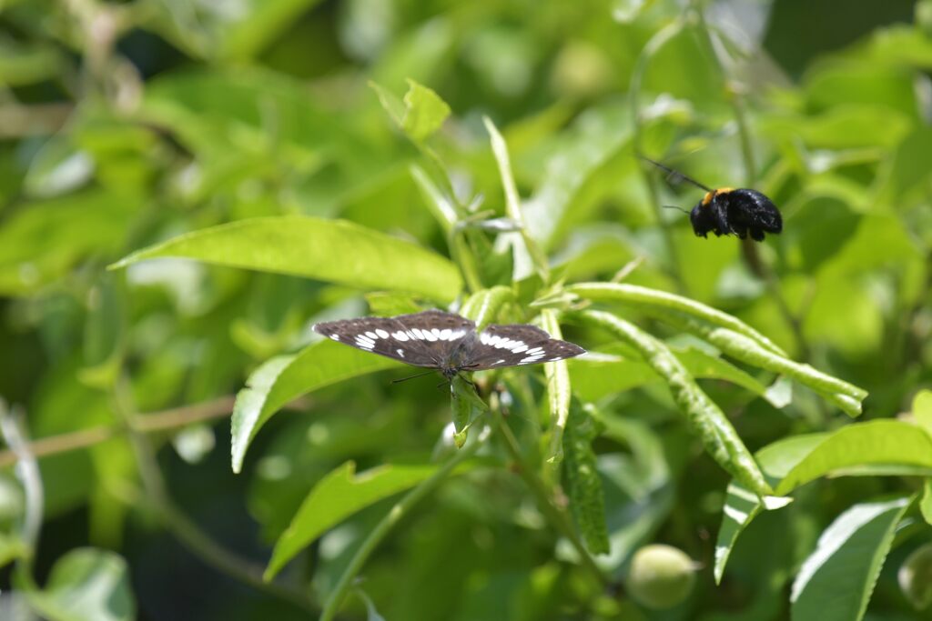 前方に未確認飛行物体発見！　　DSC_3365