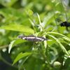 前方に未確認飛行物体発見！　　DSC_3365