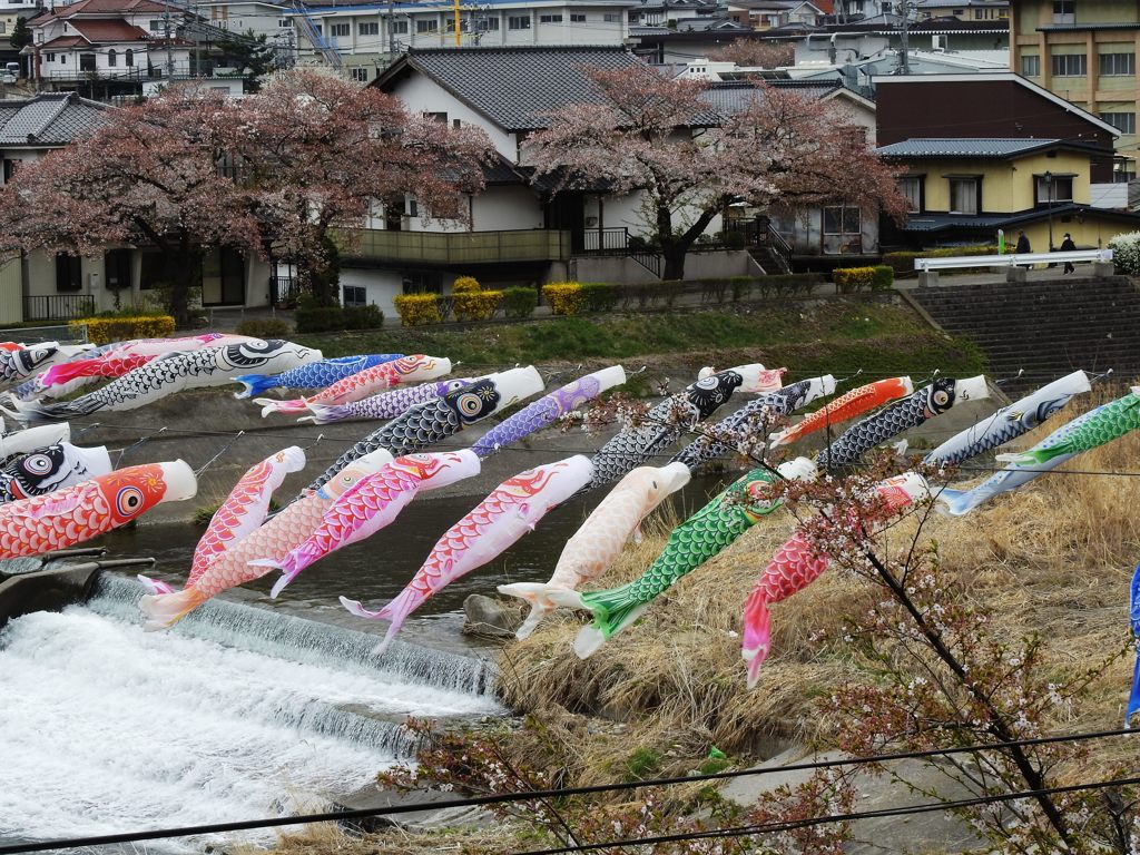 鯉の滝登り　DSCN4897