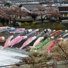 鯉の滝登り　DSCN4897