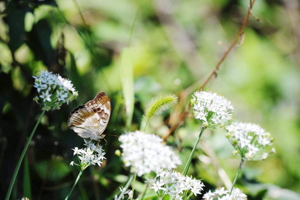 ニラの花に囲まれて　DSC_7646