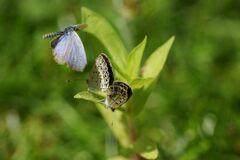 乱入　　DSC_2697