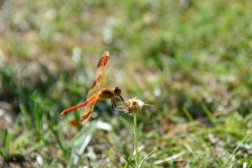 輝く翅　　DSC_5326