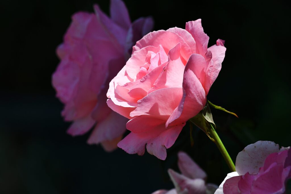 一条の光を受けて　DSC_2043