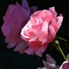 一条の光を受けて　DSC_2043