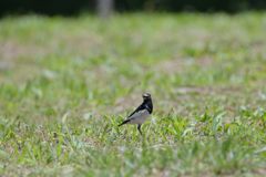 のどかなひととき　DSC_3663