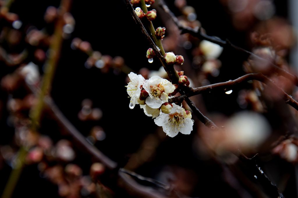 梅、雫落ちる　　DSC_0747