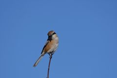 青空モズ　３　DSC_3644